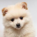 薄型ペットシーツのおすすめは？口コミでも評判のこちら