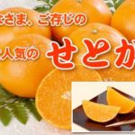 せとかは高級でおいしいと評判！訳ありでも楽天通販で人気