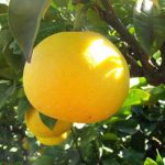 訳あり土佐文旦美味しいのでおすすめ！楽天の口コミでも人気