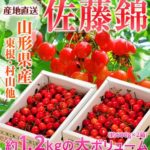 さくらんぼ佐藤錦は美味しいのでおすすめ！楽天通販でも評判！